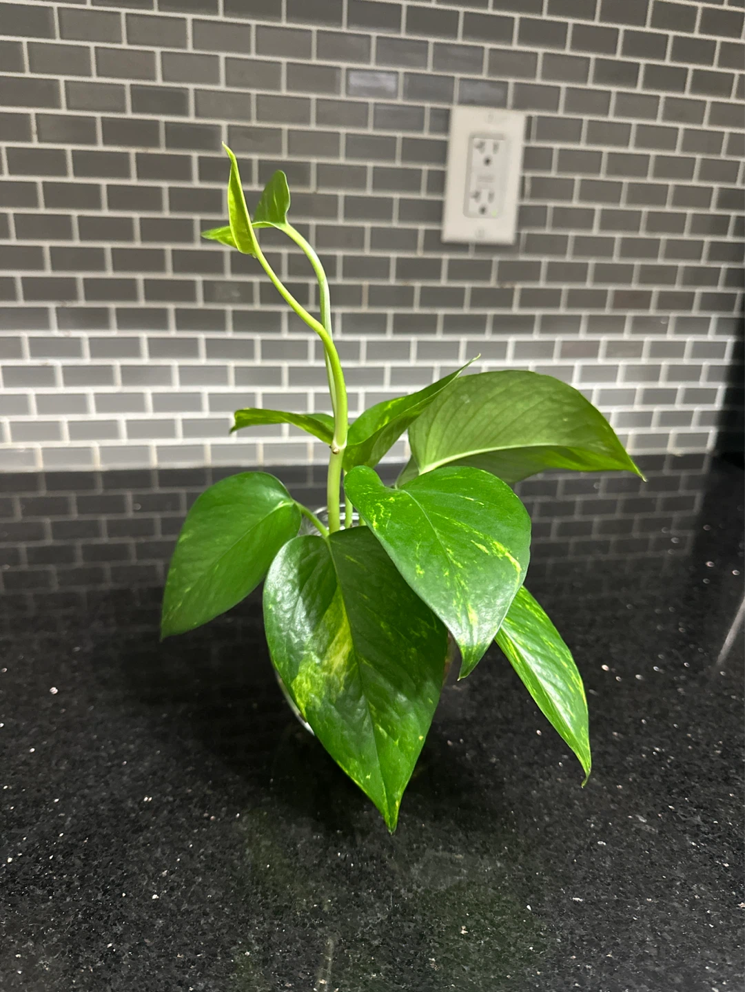 Pothos Plant Cutting in Glass Jar - photo 2