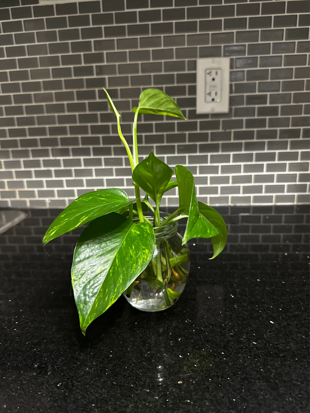 Pothos Plant Cutting in Glass Jar - photo 5