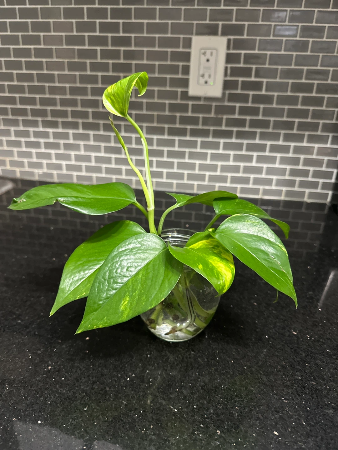 Pothos Plant Cutting in Glass Jar - photo 3