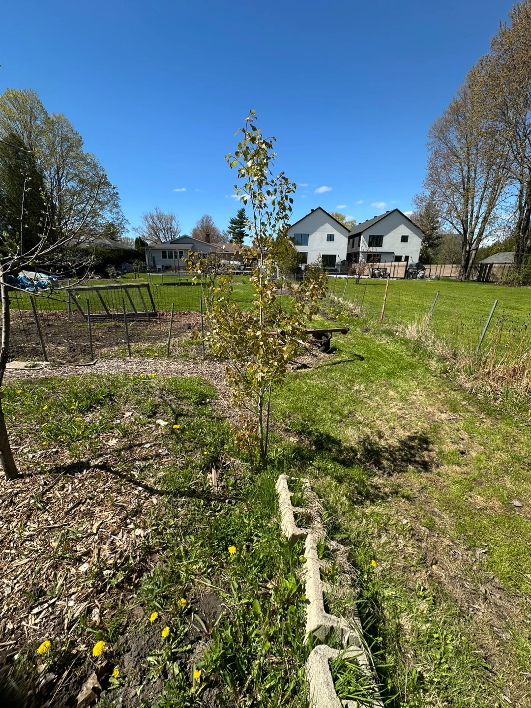 Young trees for sale White Birch - photo 2