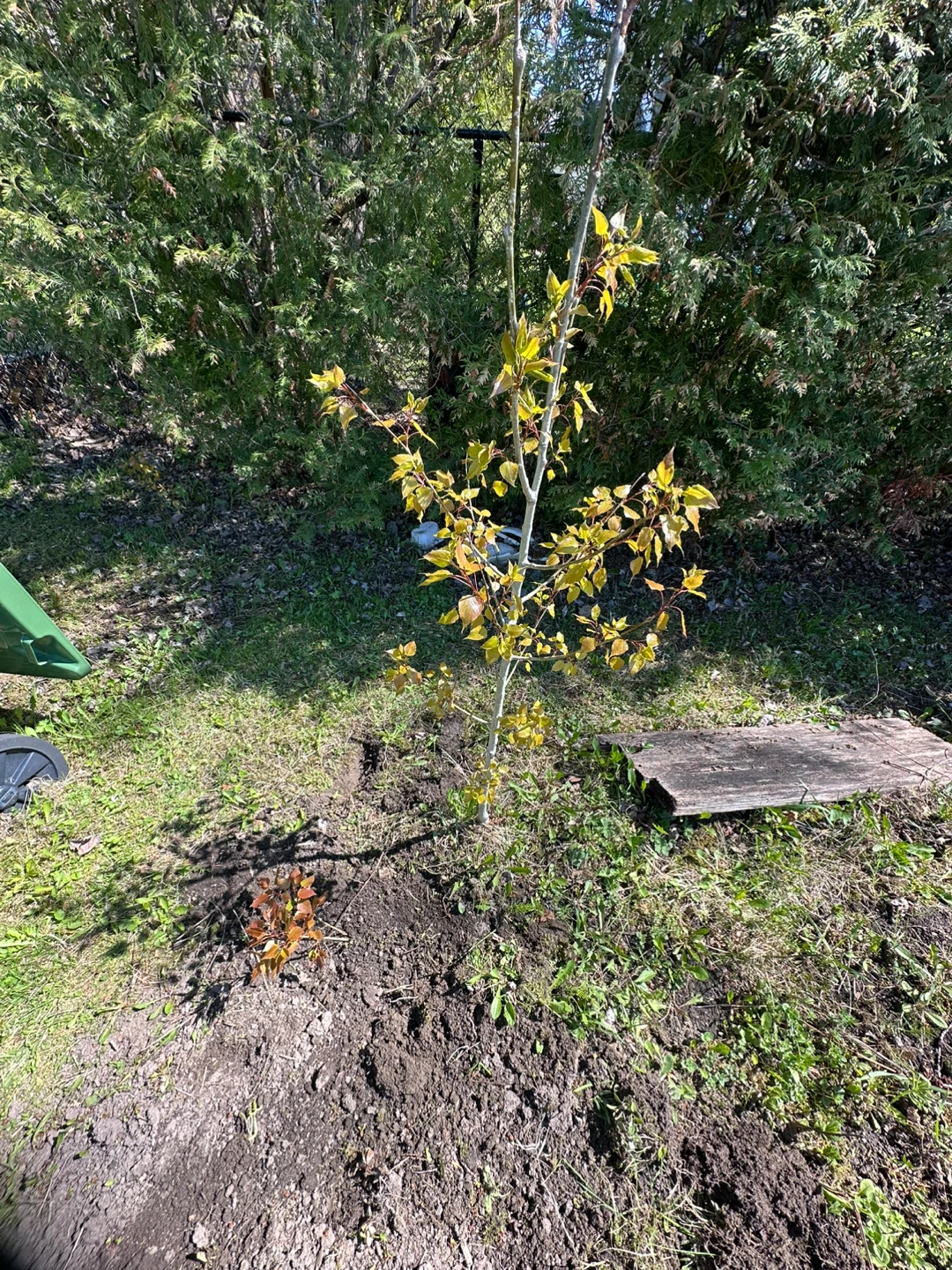 Young trees for sale White Birch