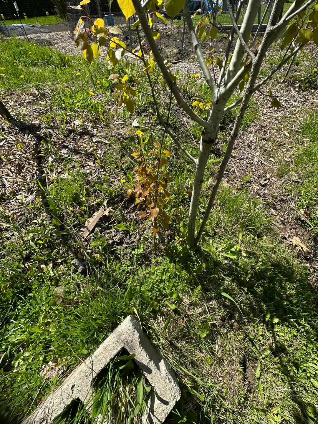 Young trees for sale White Birch - photo 3