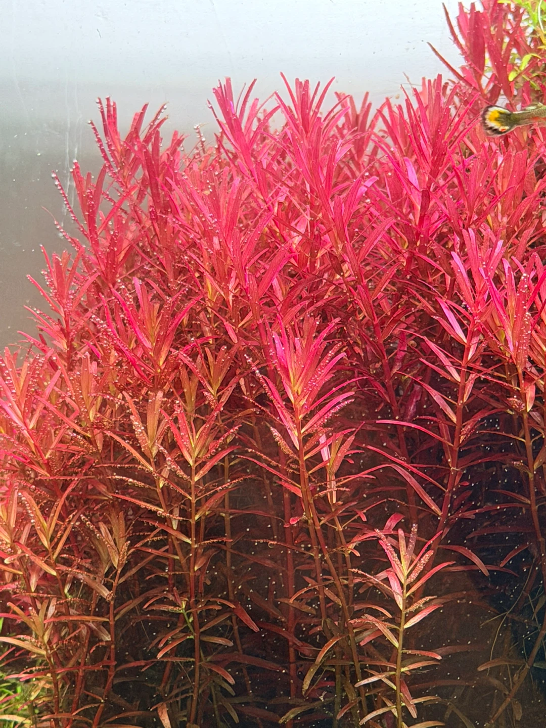 Live Aquarium Plants - Red Ludwigia - photo 2