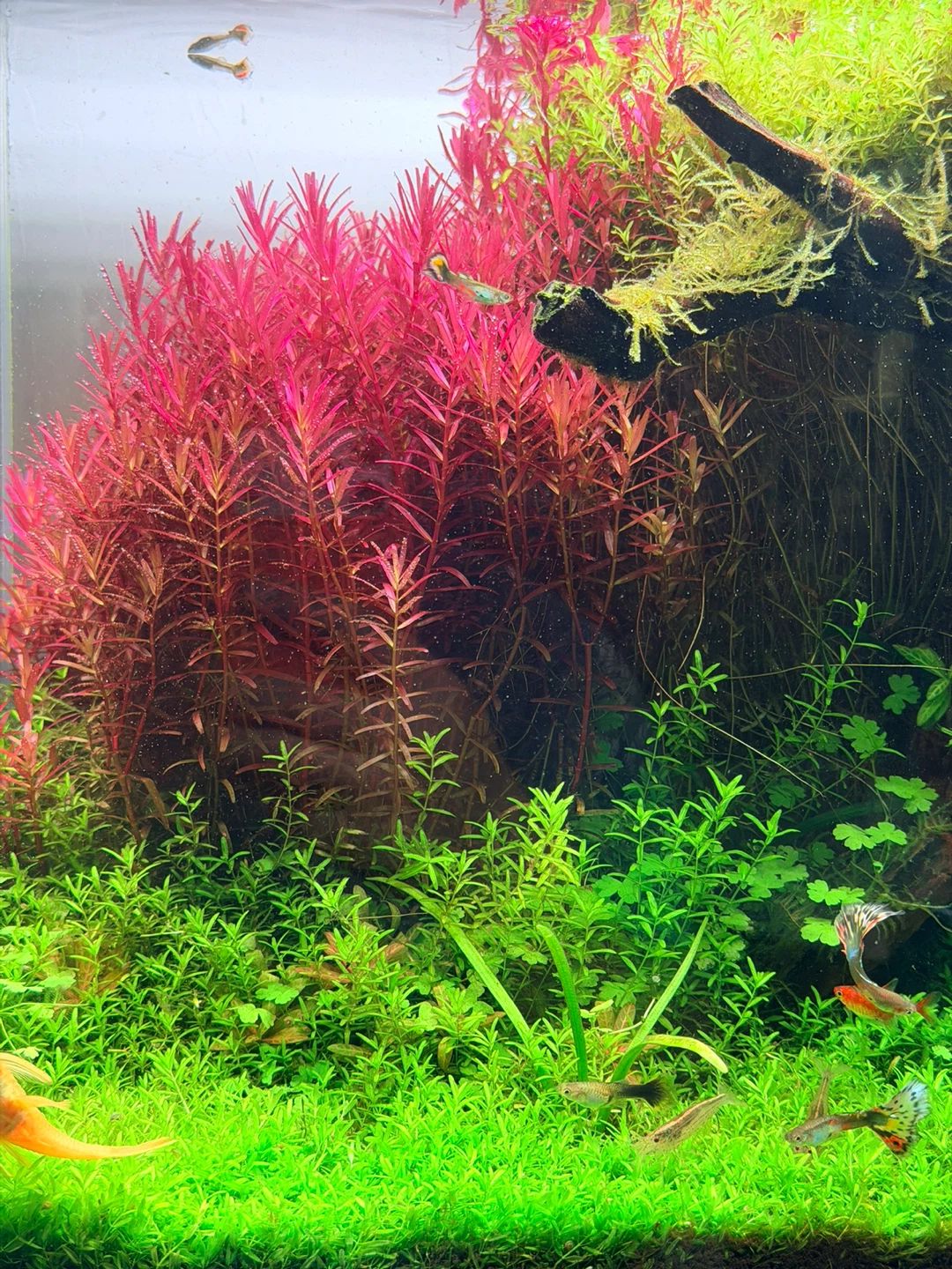 Live Aquarium Plants - Red Ludwigia