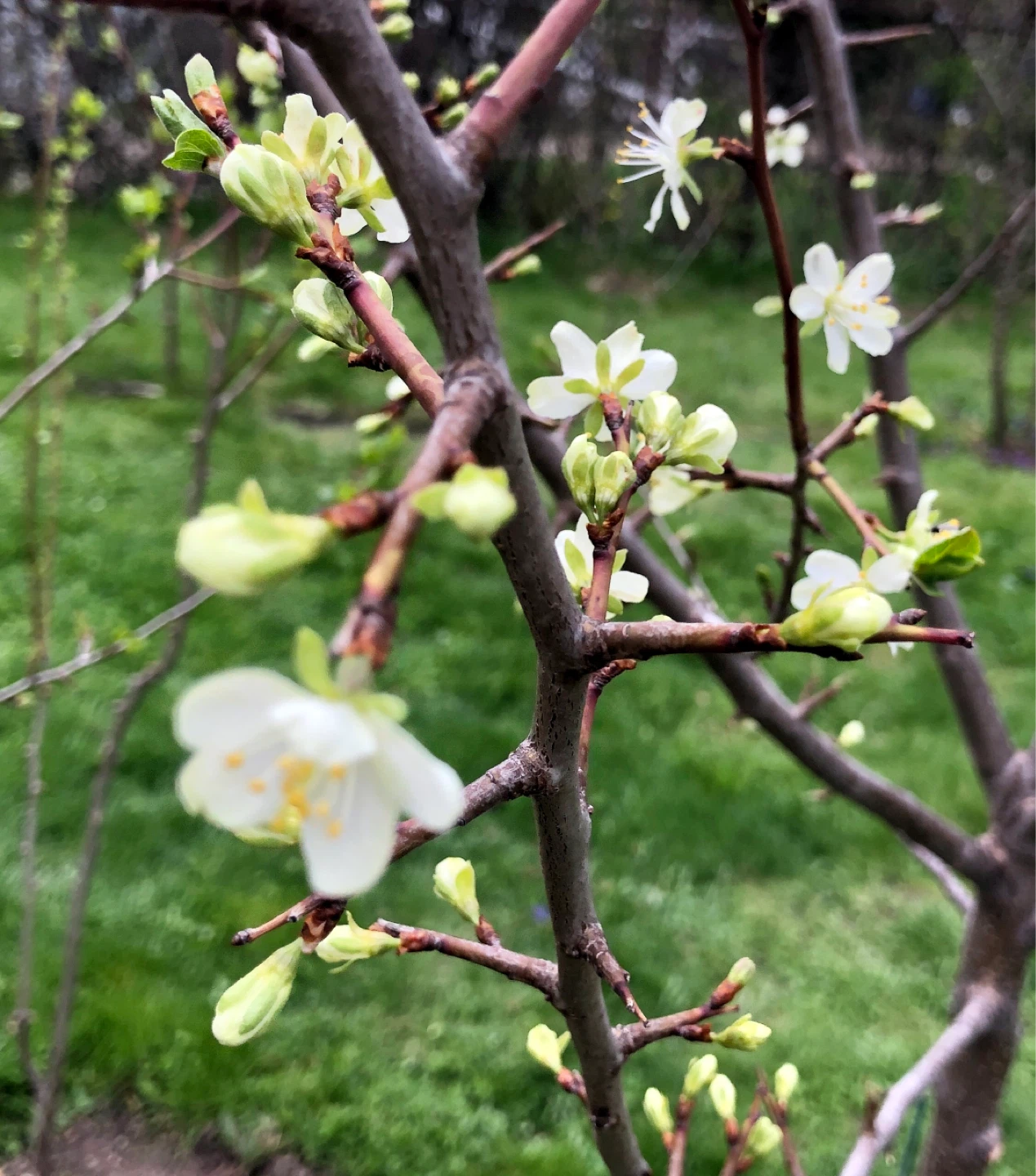 ITALIAN PLUM TREES in bloom ( see description) - photo 2
