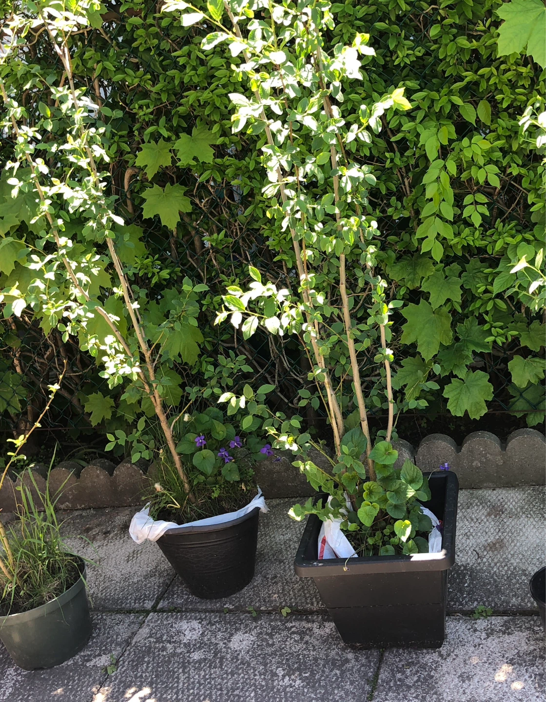 ITALIAN PLUM TREES in bloom ( see description) - photo 4