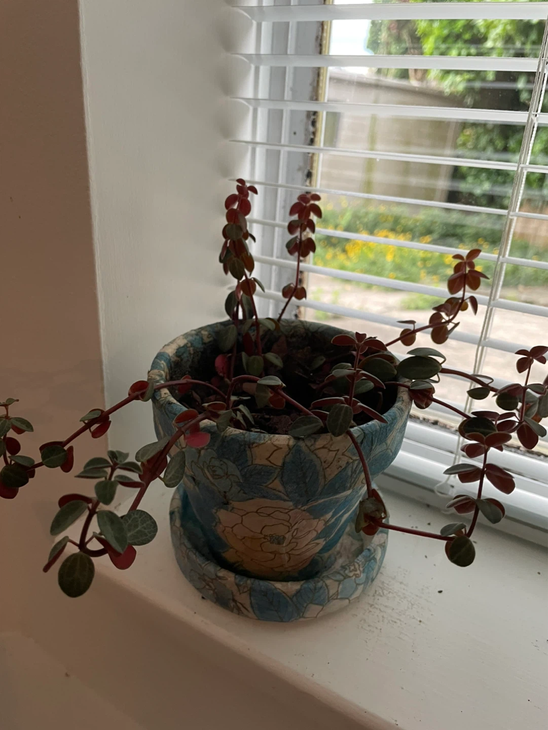 Peperomia plant in decorative pot
