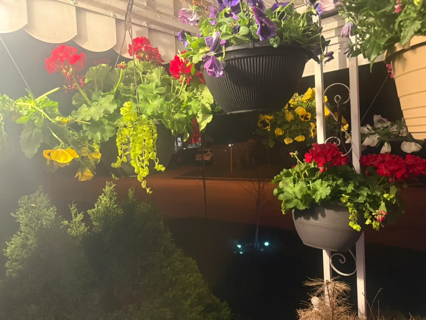 Vigoro Sun Hanging Basket Red Geraniums