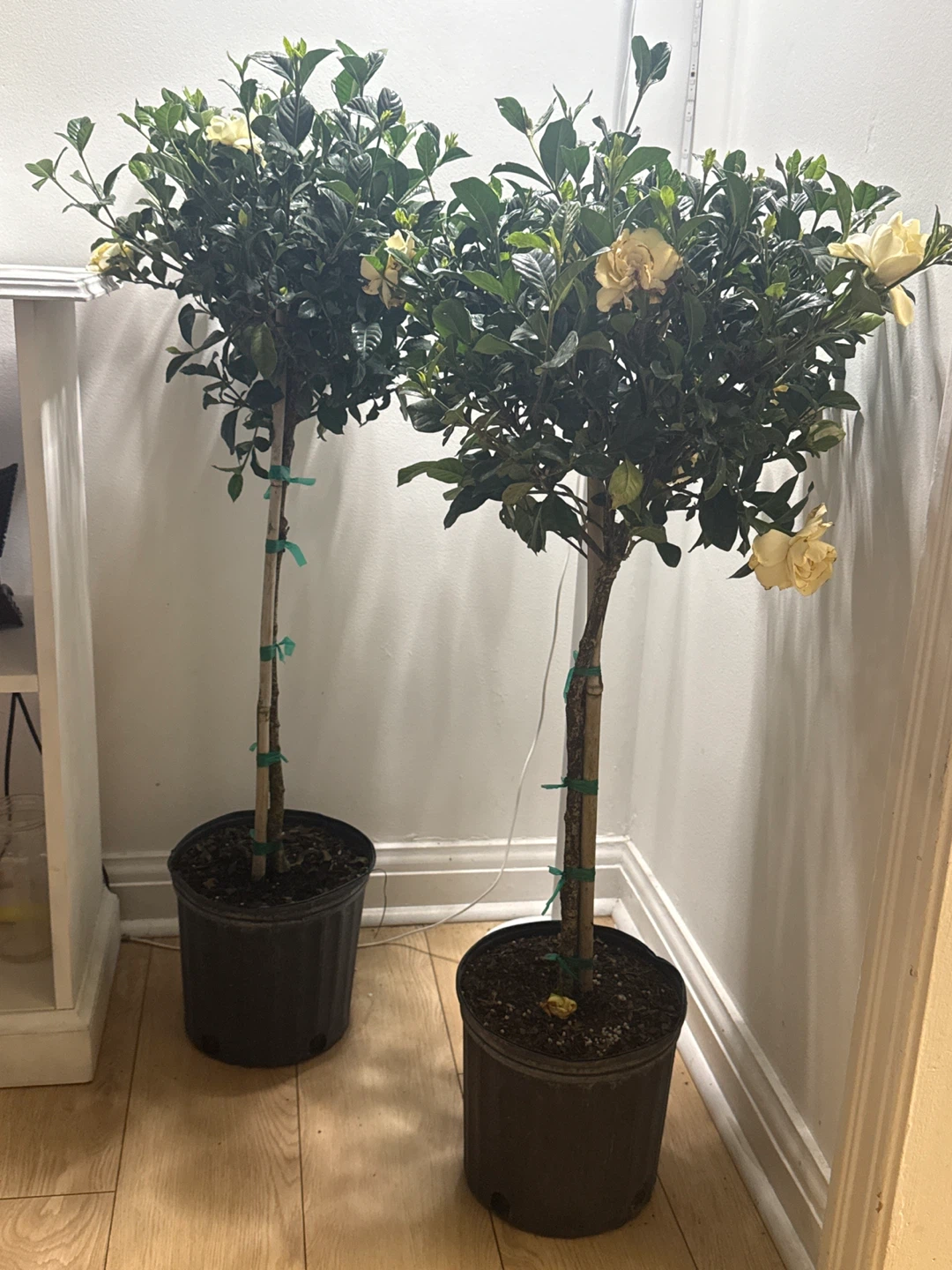 (2) Gardenia Trees with white Flowers