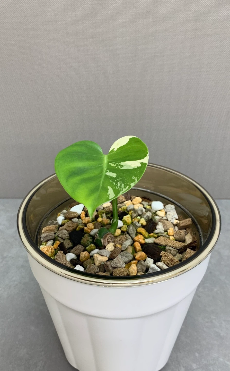 Variegated Monstera Albo Plant