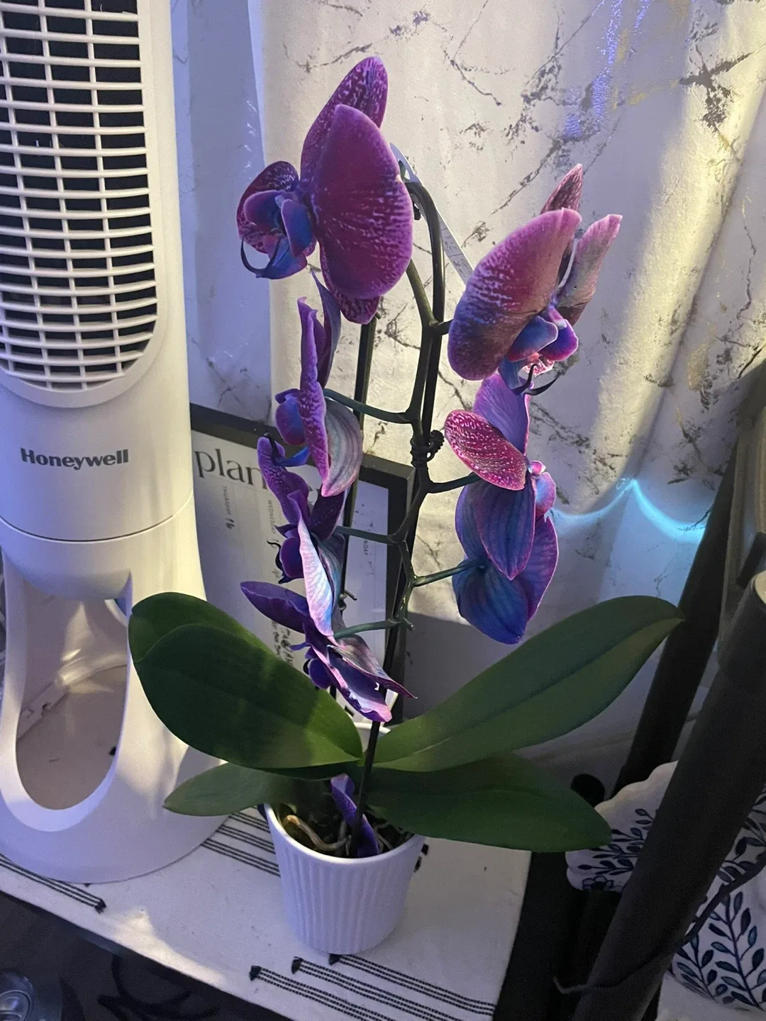 Phalaenopsis Orchid Plant