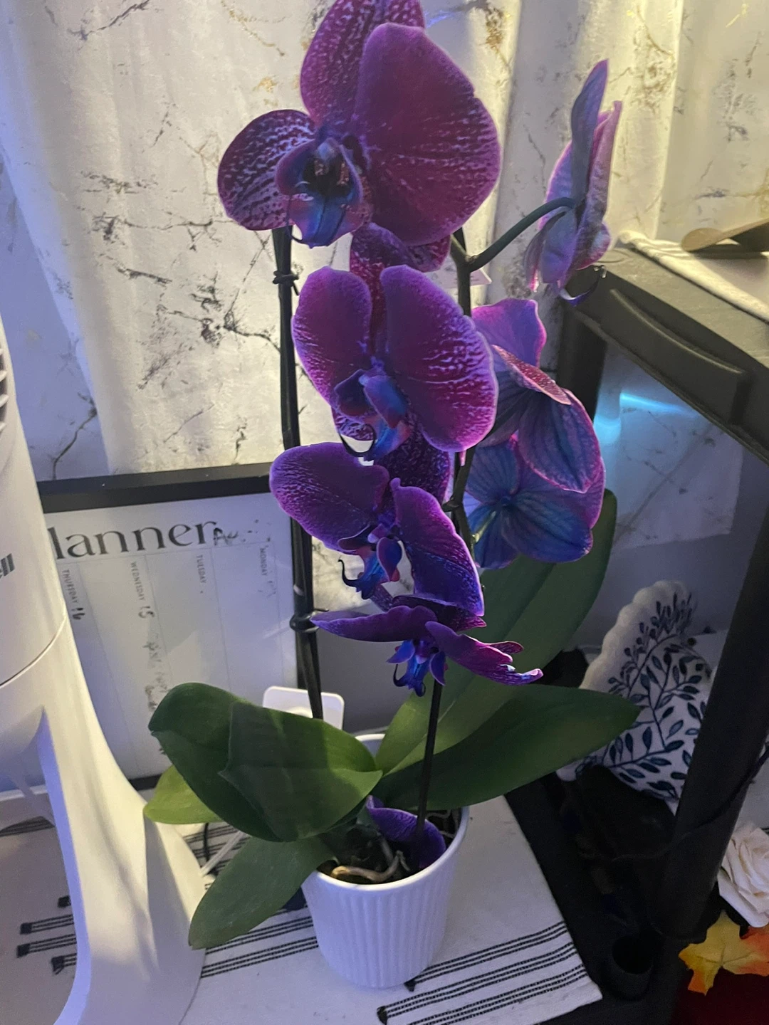 Purple Phalaenopsis Orchid Plant