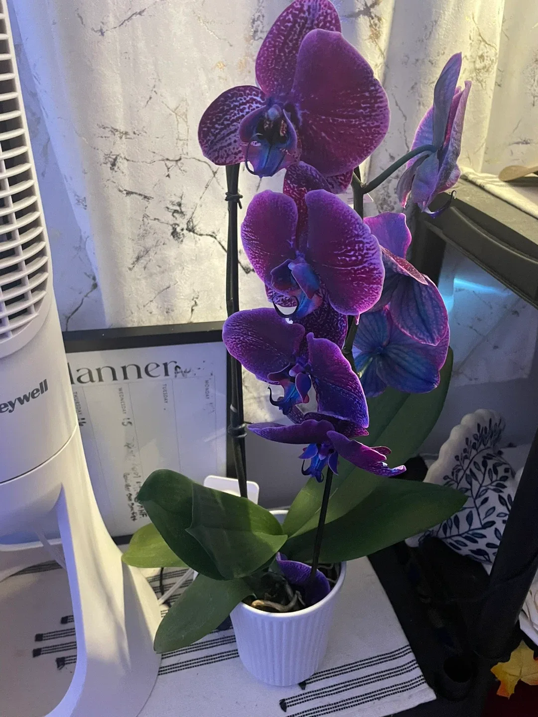 Purple Phalaenopsis Orchid Plant - photo 3