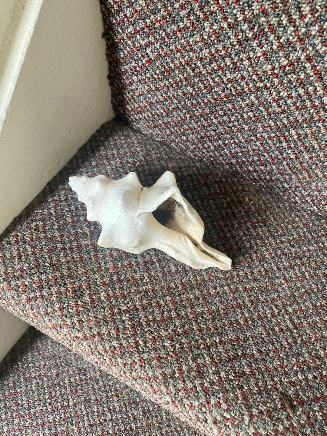 Decorative Seashell