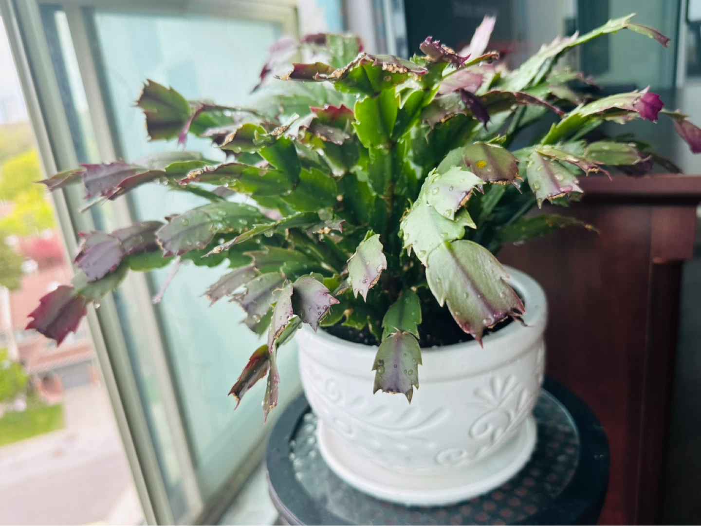 Christmas Cactus Plant in Decorative White Pot - photo 2