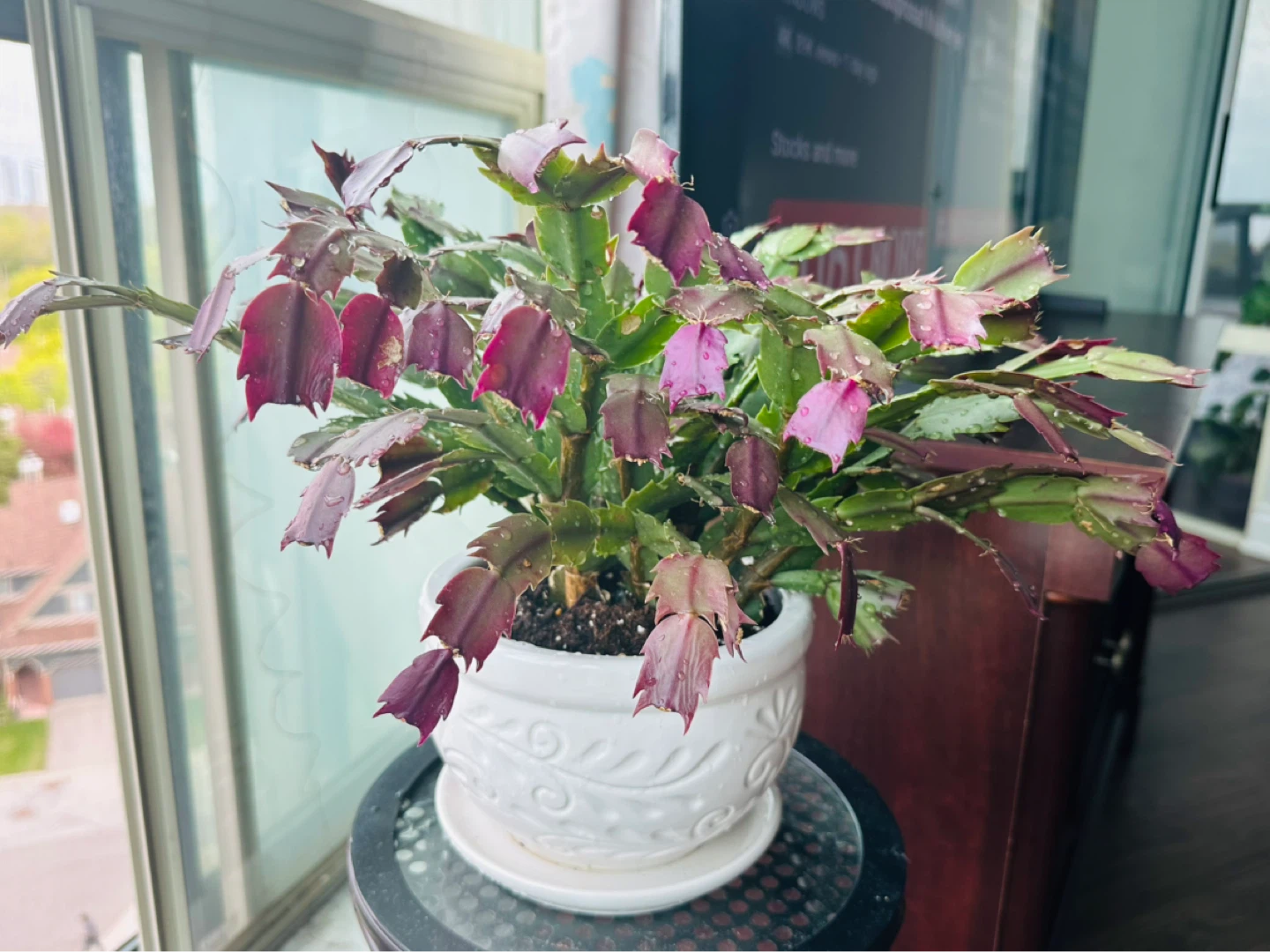Christmas Cactus Plant in Decorative White Pot