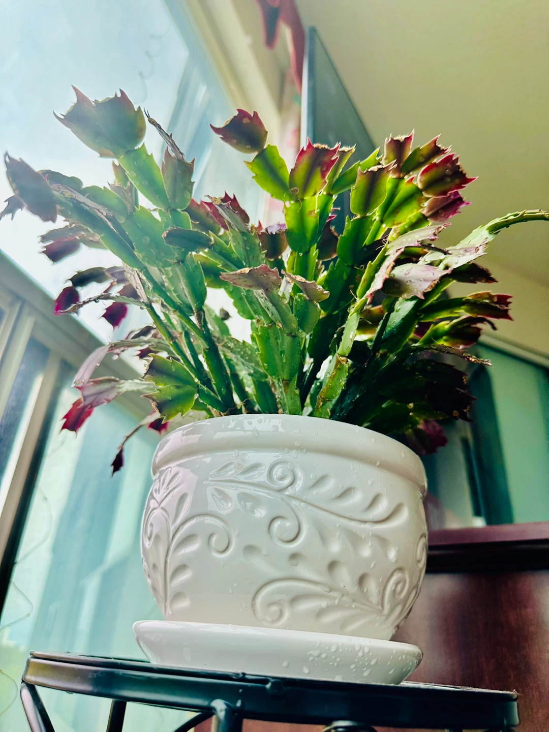 Christmas Cactus Plant in Decorative White Pot - photo 5
