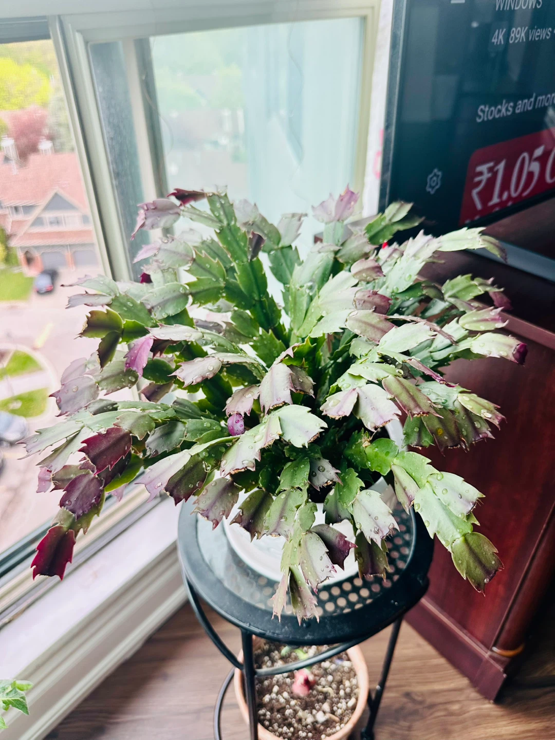Christmas Cactus Plant in Decorative White Pot - photo 4