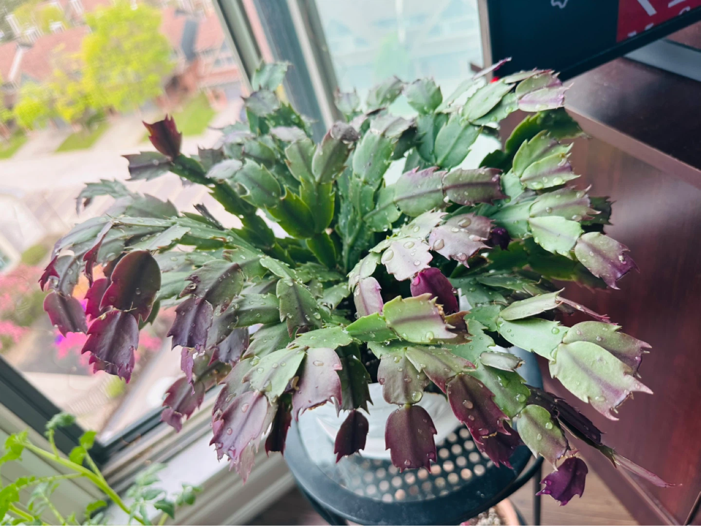 Christmas Cactus Plant in Decorative White Pot - photo 3