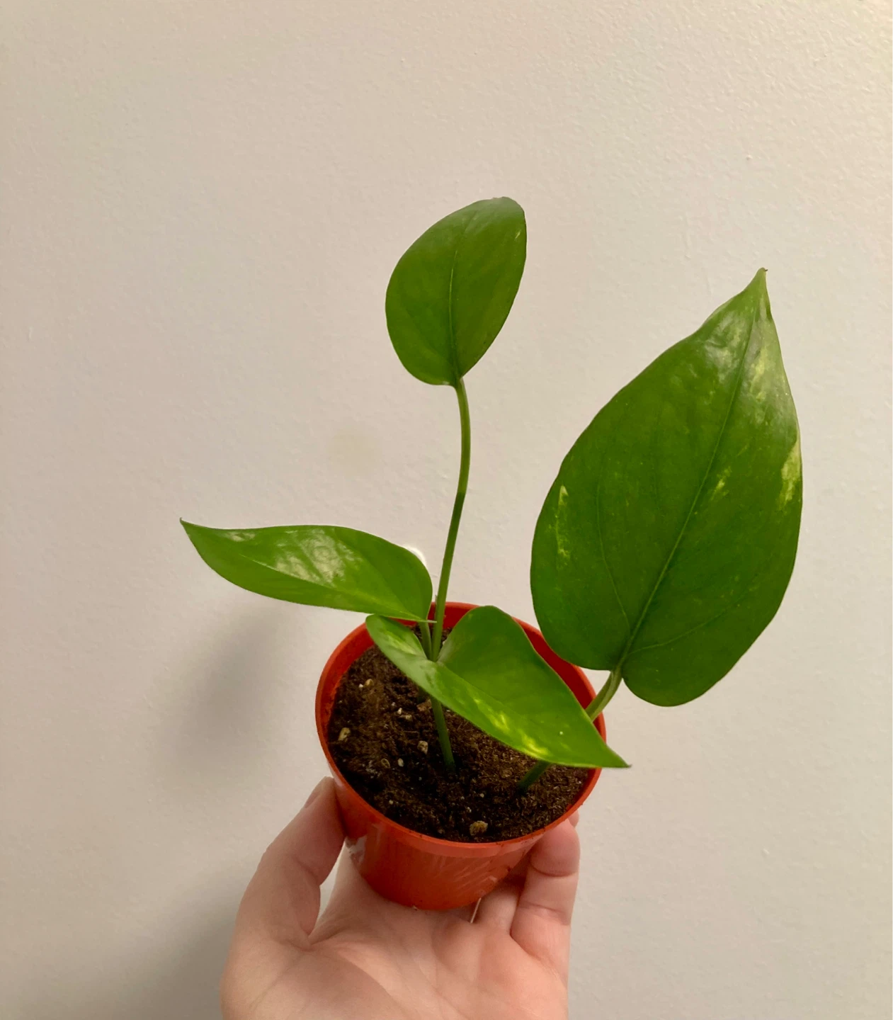 Young Jade Pothos