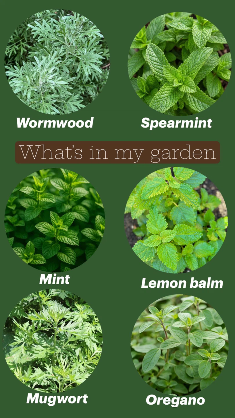 Assorted fresh herbs from my garden