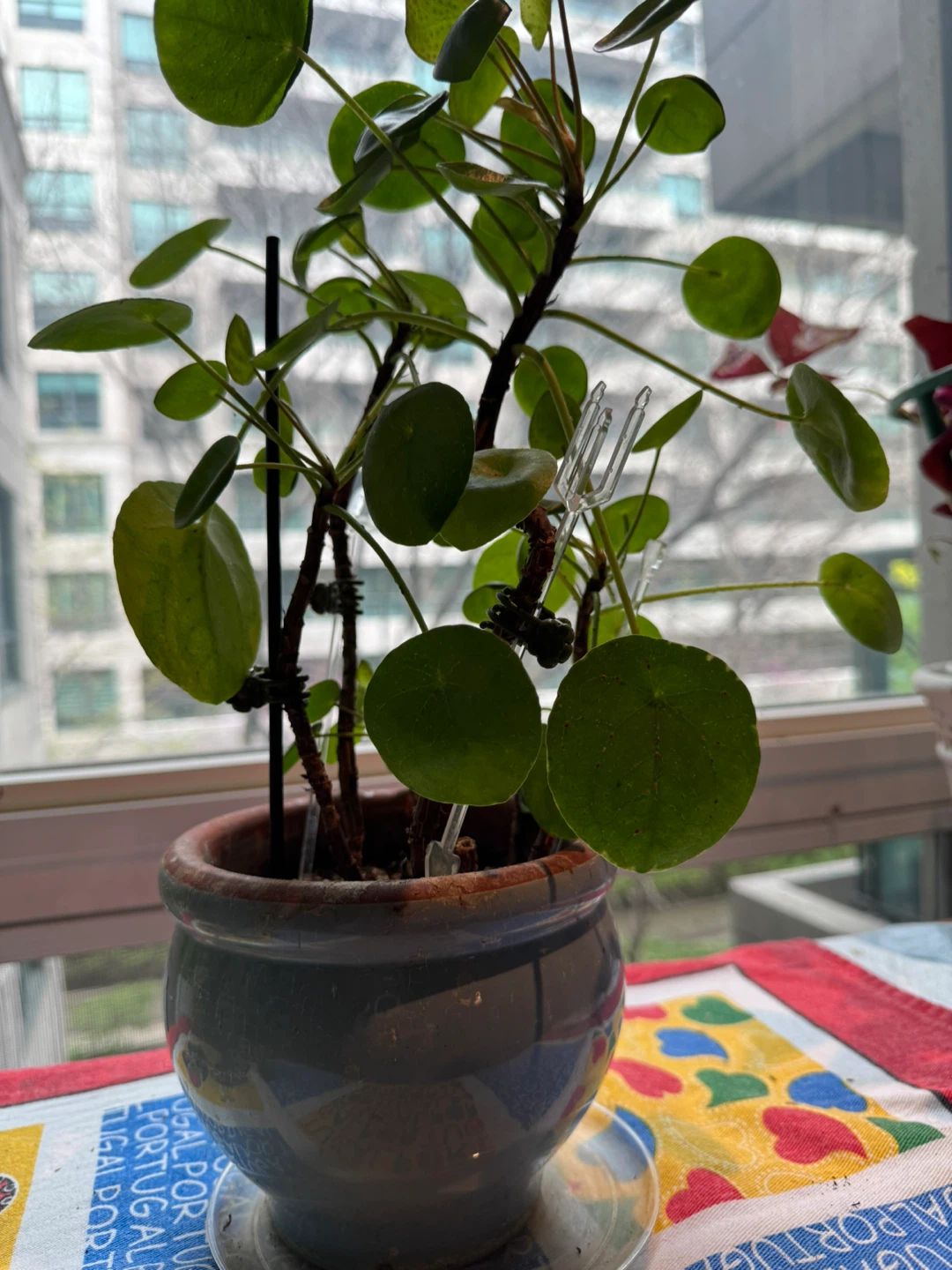15” Pilea Peperomioides Plant in Pot - photo 2