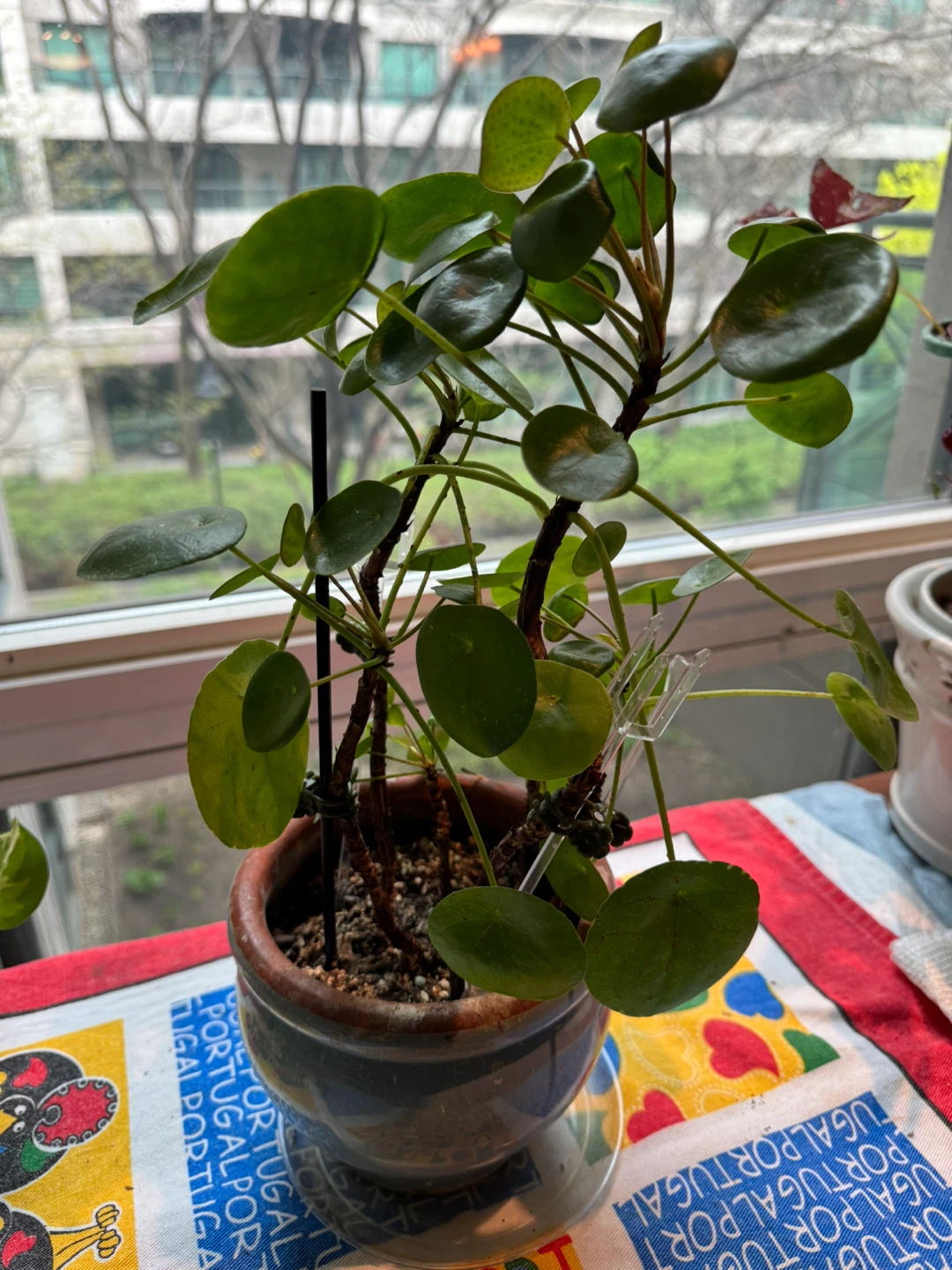 15” Pilea Peperomioides Plant in Pot