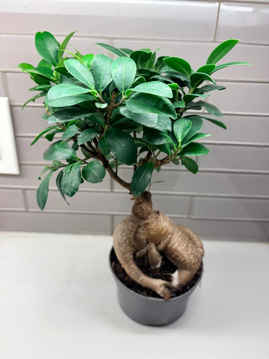 Bonsai Ficus Retusa -5” pot