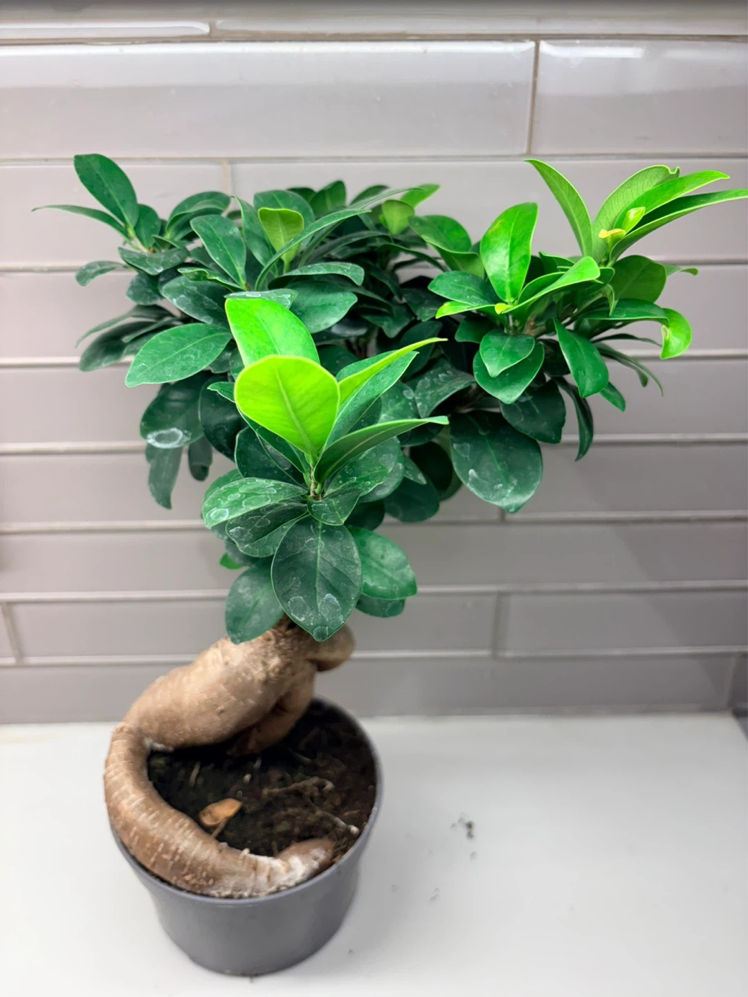 Bonsai Ficus Retusa -5” pot - photo 2