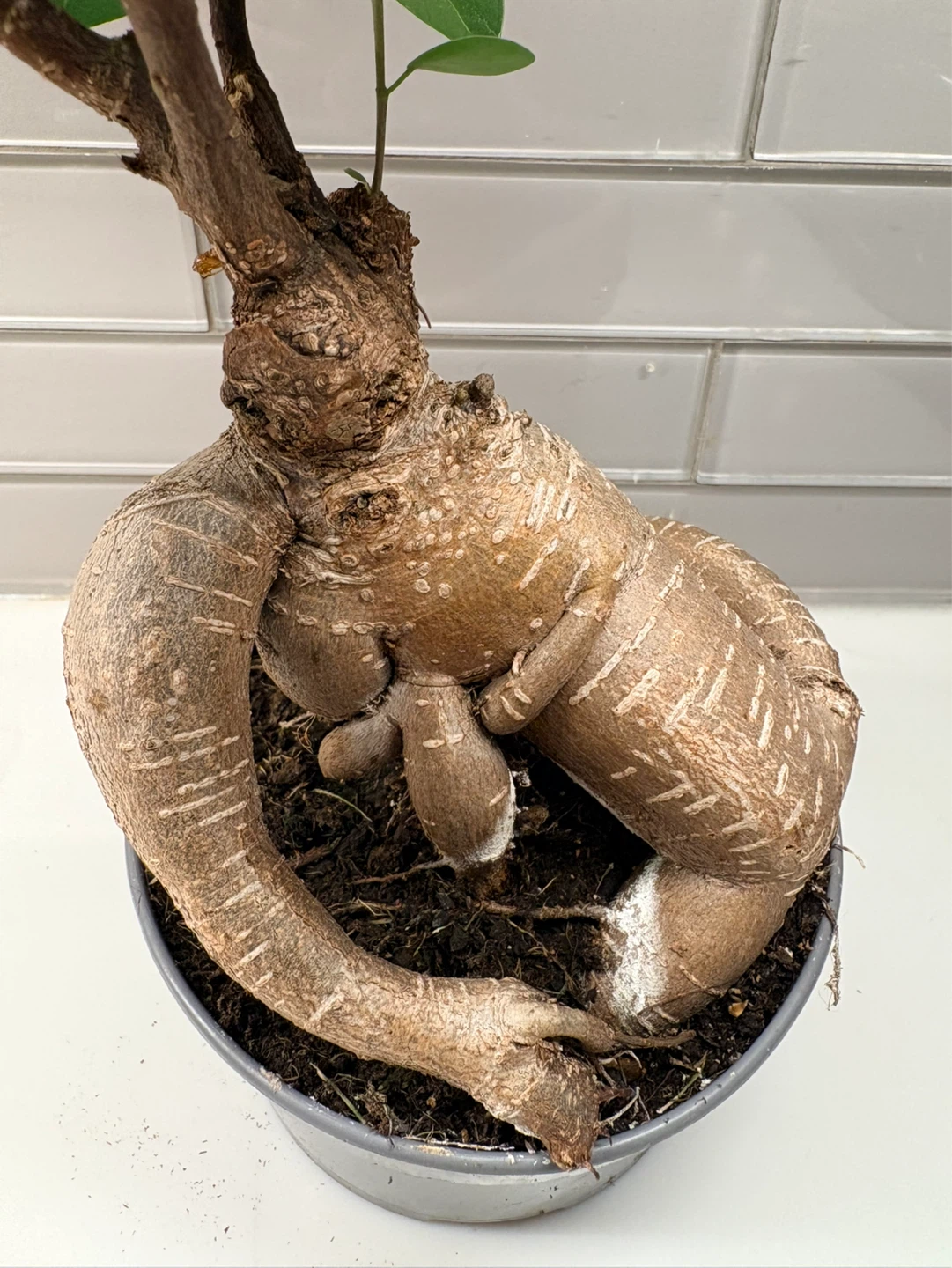 Bonsai Ficus Retusa -5” pot - photo 3