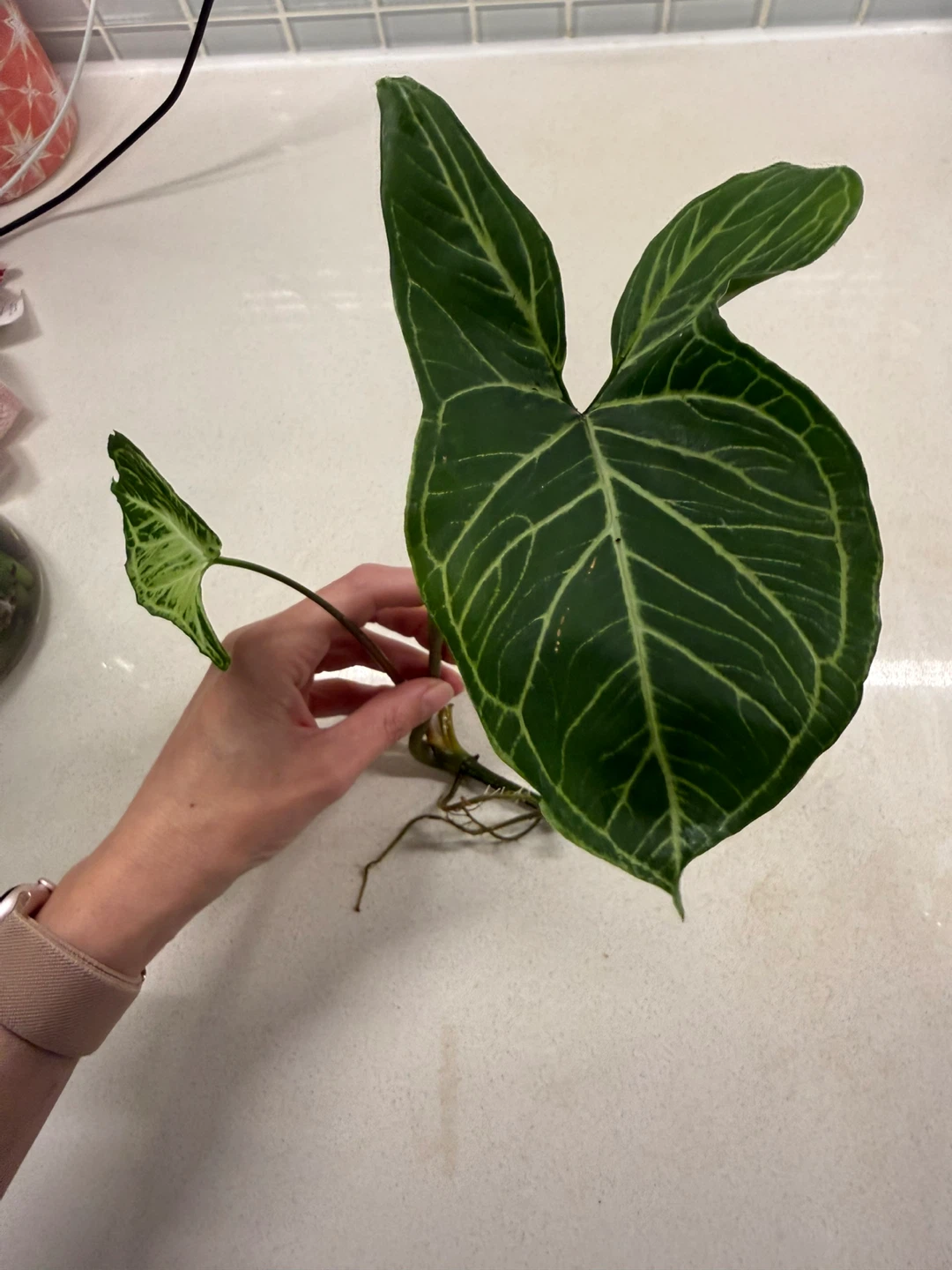 Syngonium Arrowhead Plant