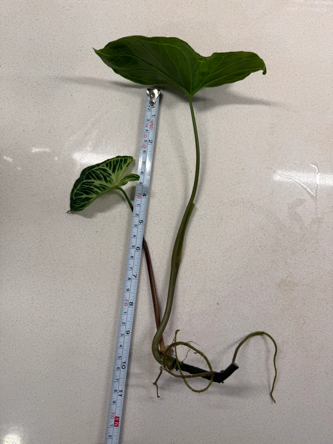 Syngonium Arrowhead Plant - photo 2