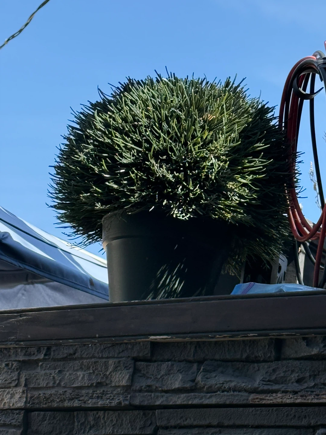 Decorative Potted Plant