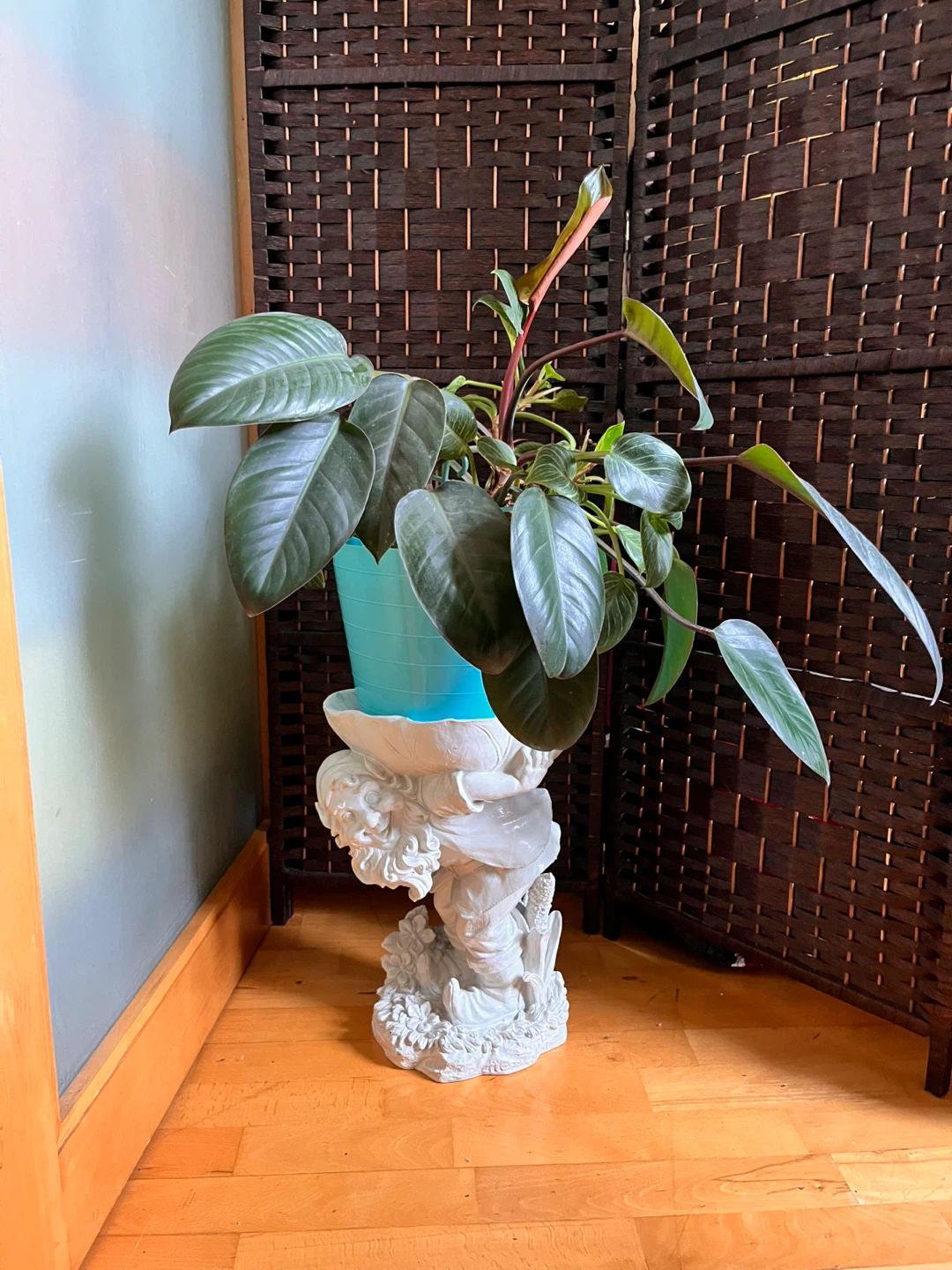 Philodendron Pink Princess Plant