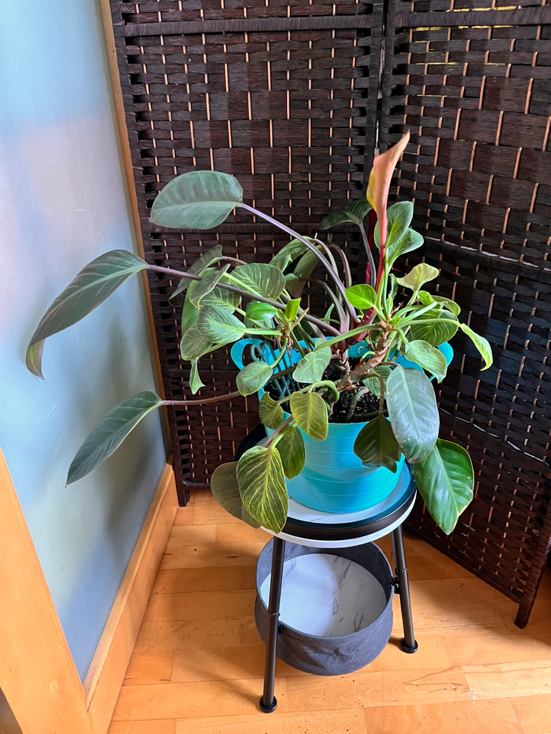Philodendron Pink Princess Plant - photo 2