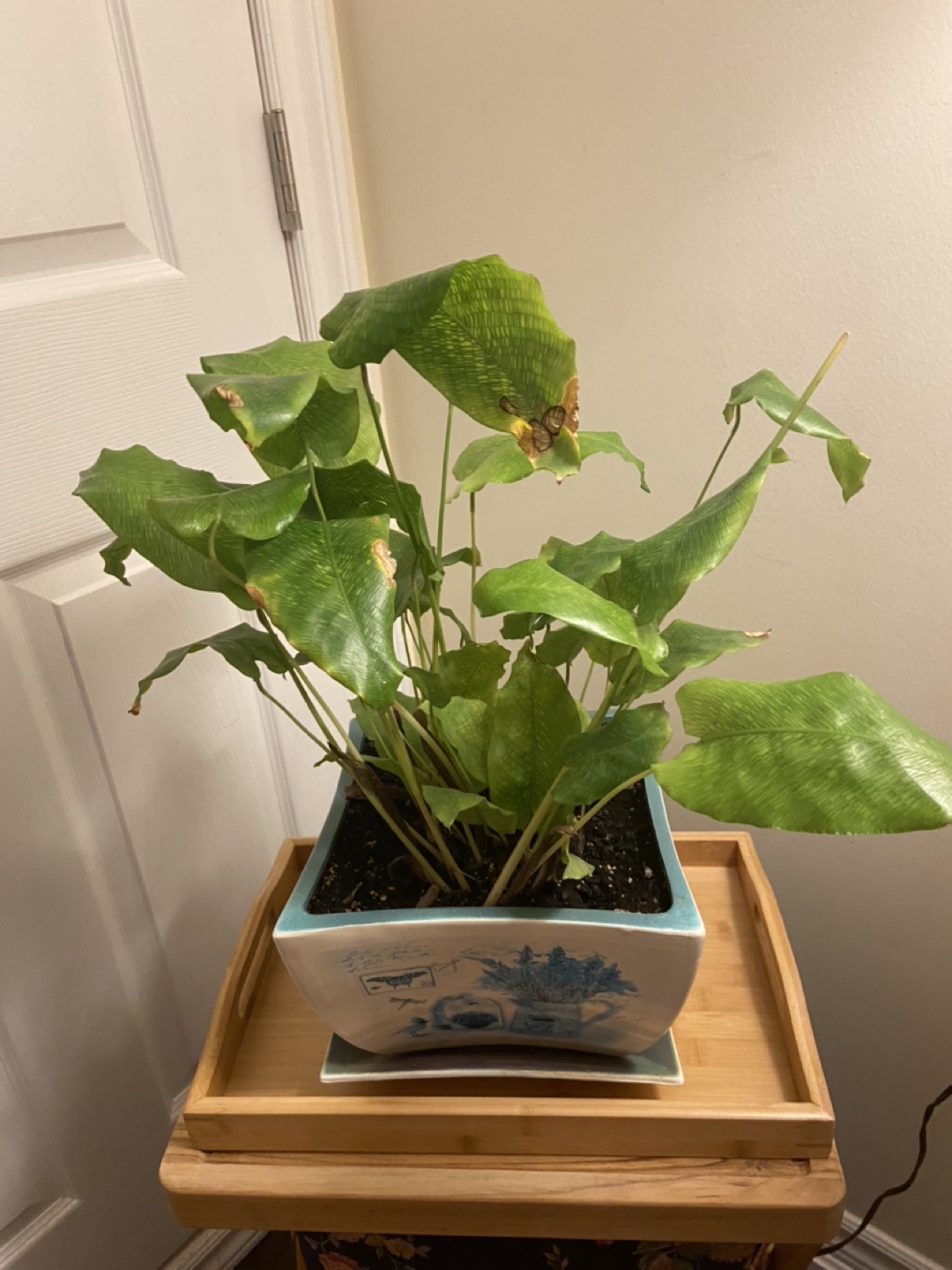 Calathea Plant in Decorative Pot