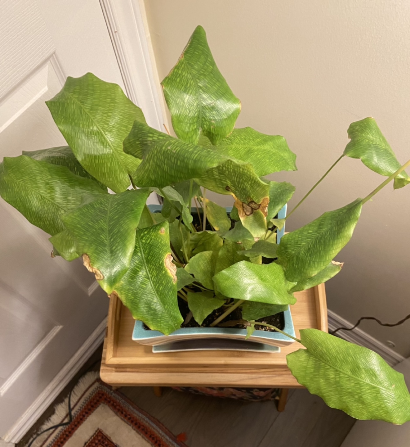 Calathea Plant in Decorative Pot - photo 2