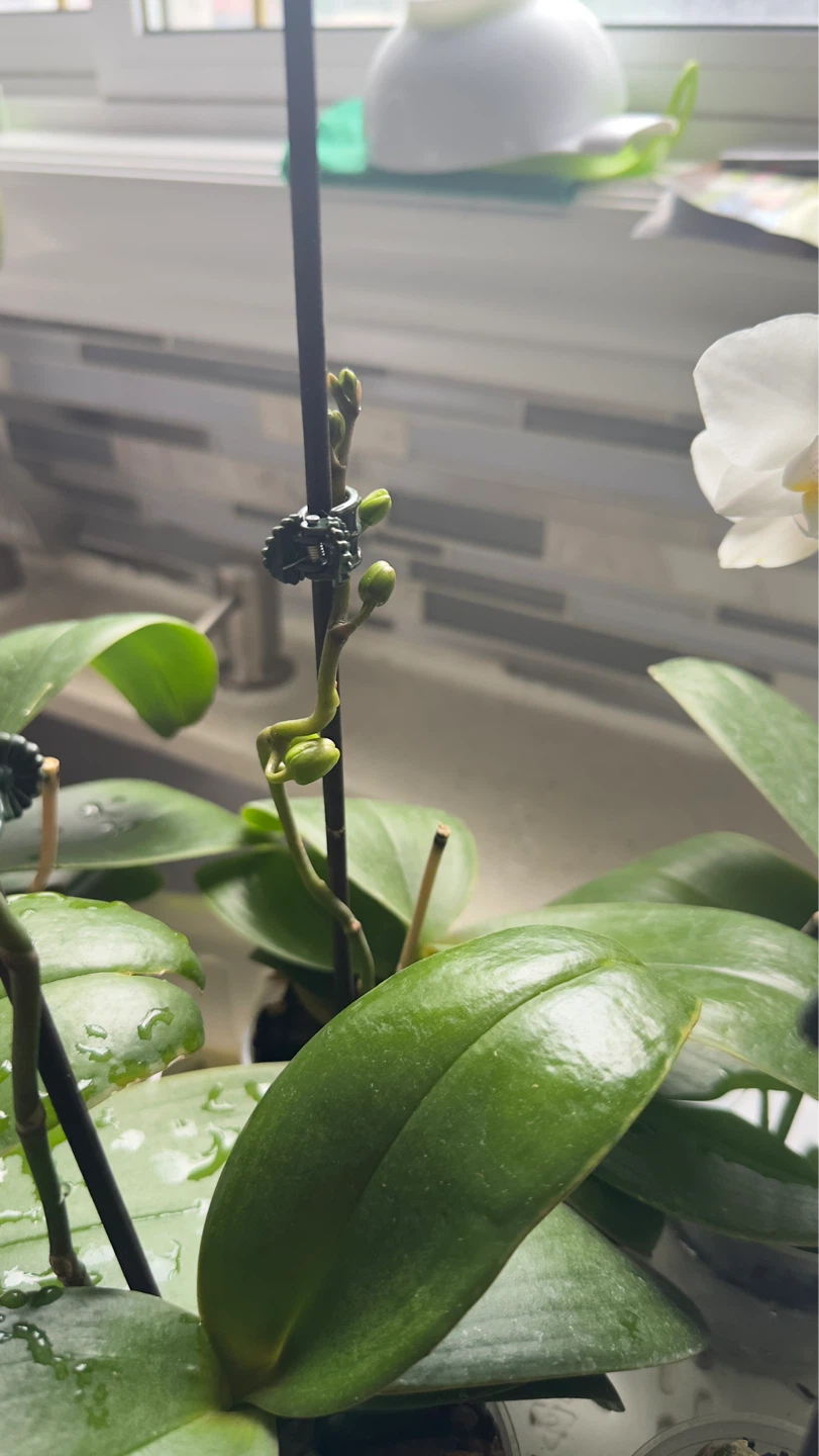 Orchid Plant with Buds - photo 3
