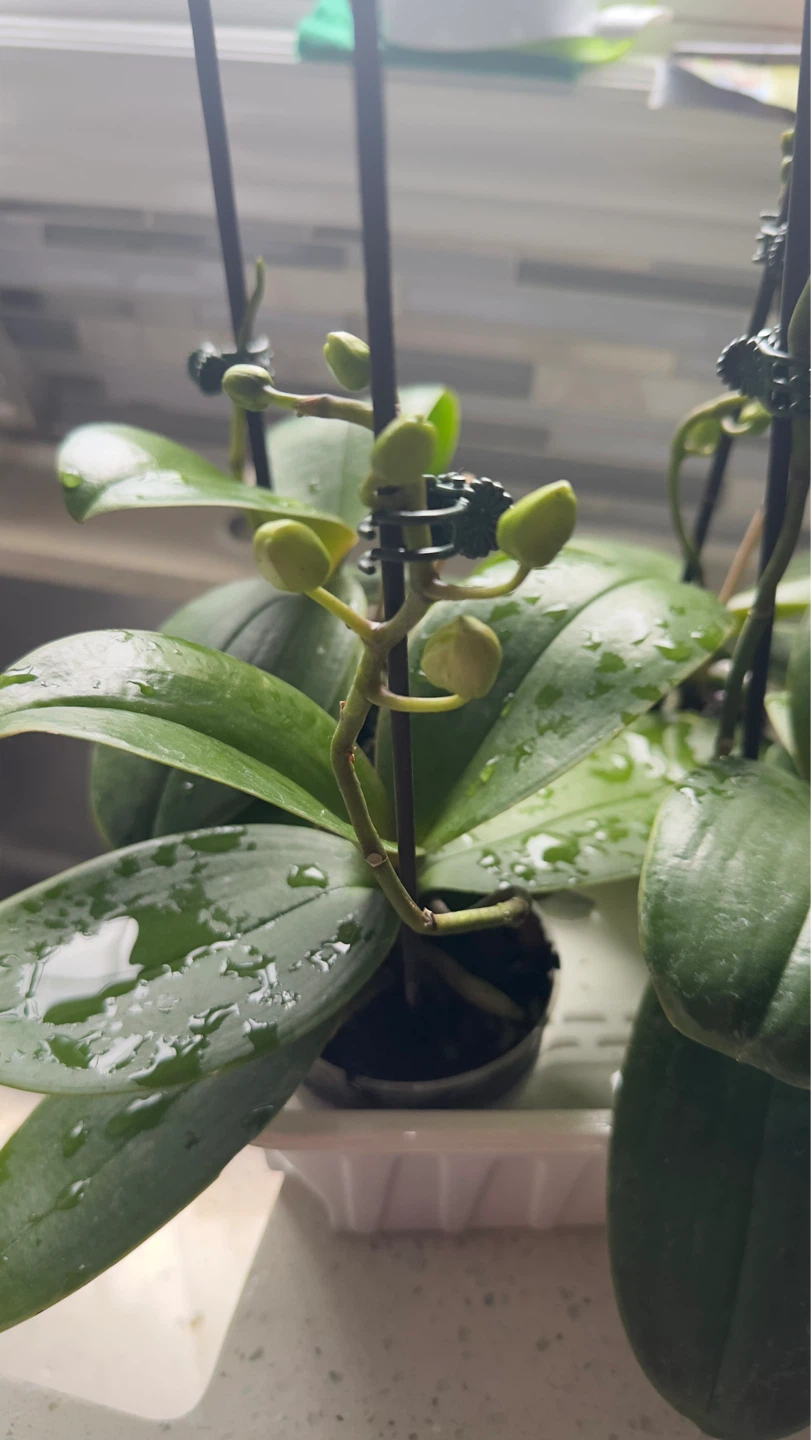 Orchid Plant with Buds - photo 2