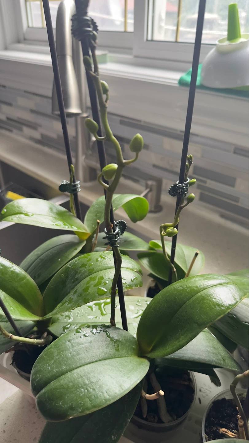 Orchid Plant with Buds