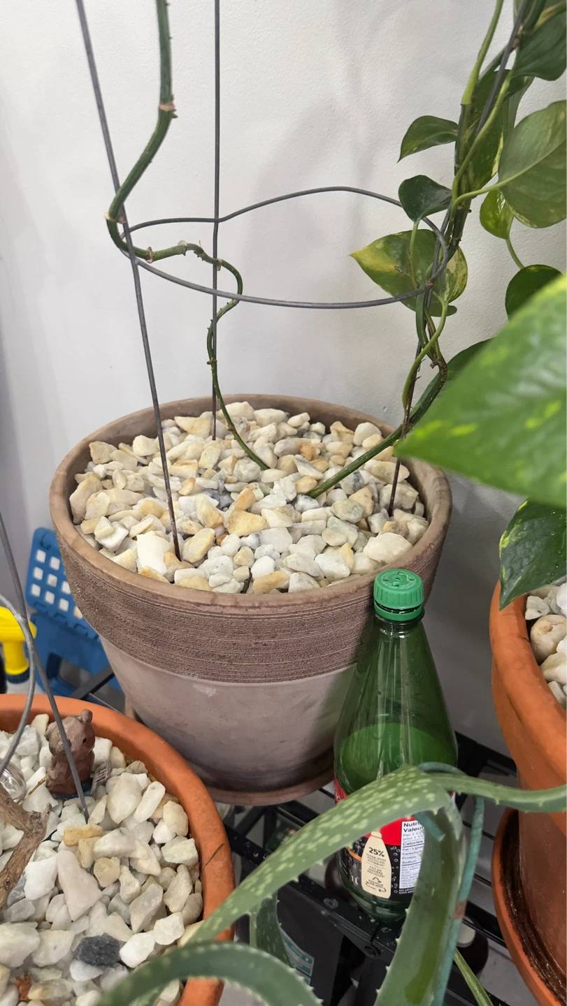 Pothos Plant in Terra Cotta Pot - photo 3