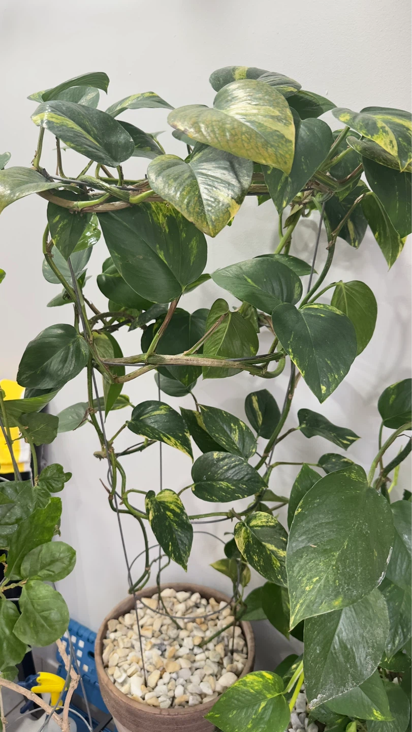 Pothos Plant in Terra Cotta Pot