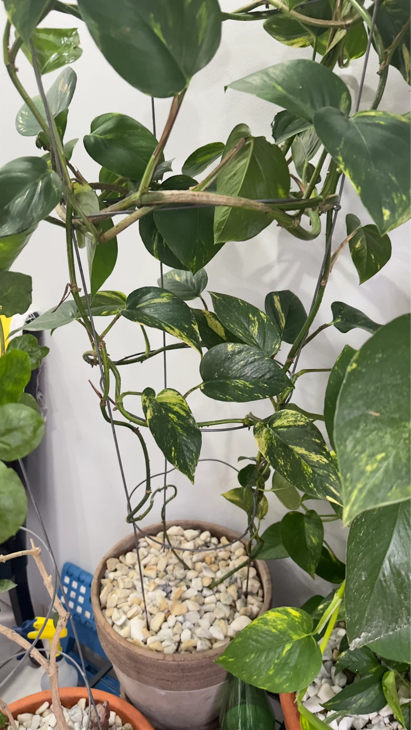 Pothos Plant in Terra Cotta Pot - photo 2