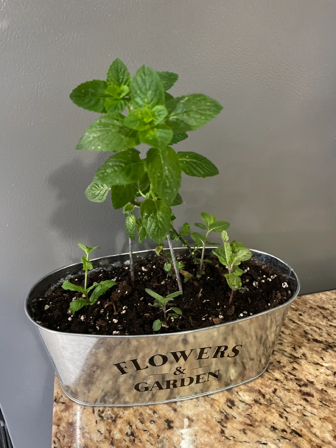 Mint Plant in "Flowers & Garden" Tin