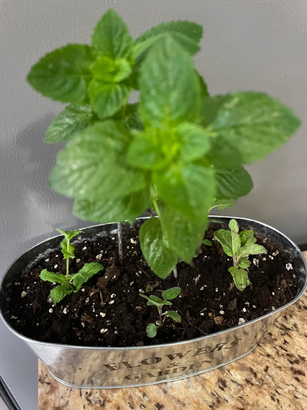 Mint Plant in "Flowers & Garden" Tin - photo 2