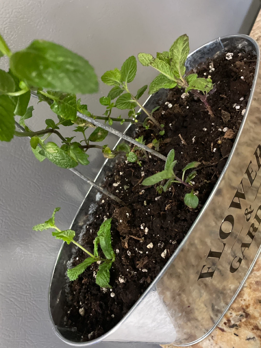 Mint Plant in "Flowers & Garden" Tin - photo 3