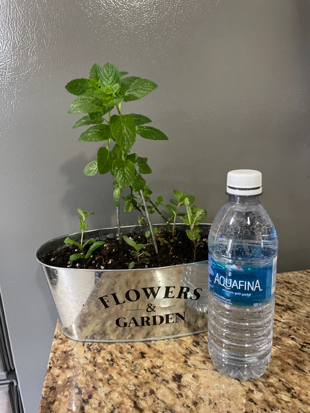 Mint Plant in "Flowers & Garden" Tin - photo 4