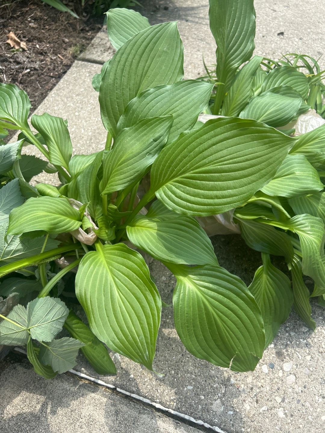 Hostas