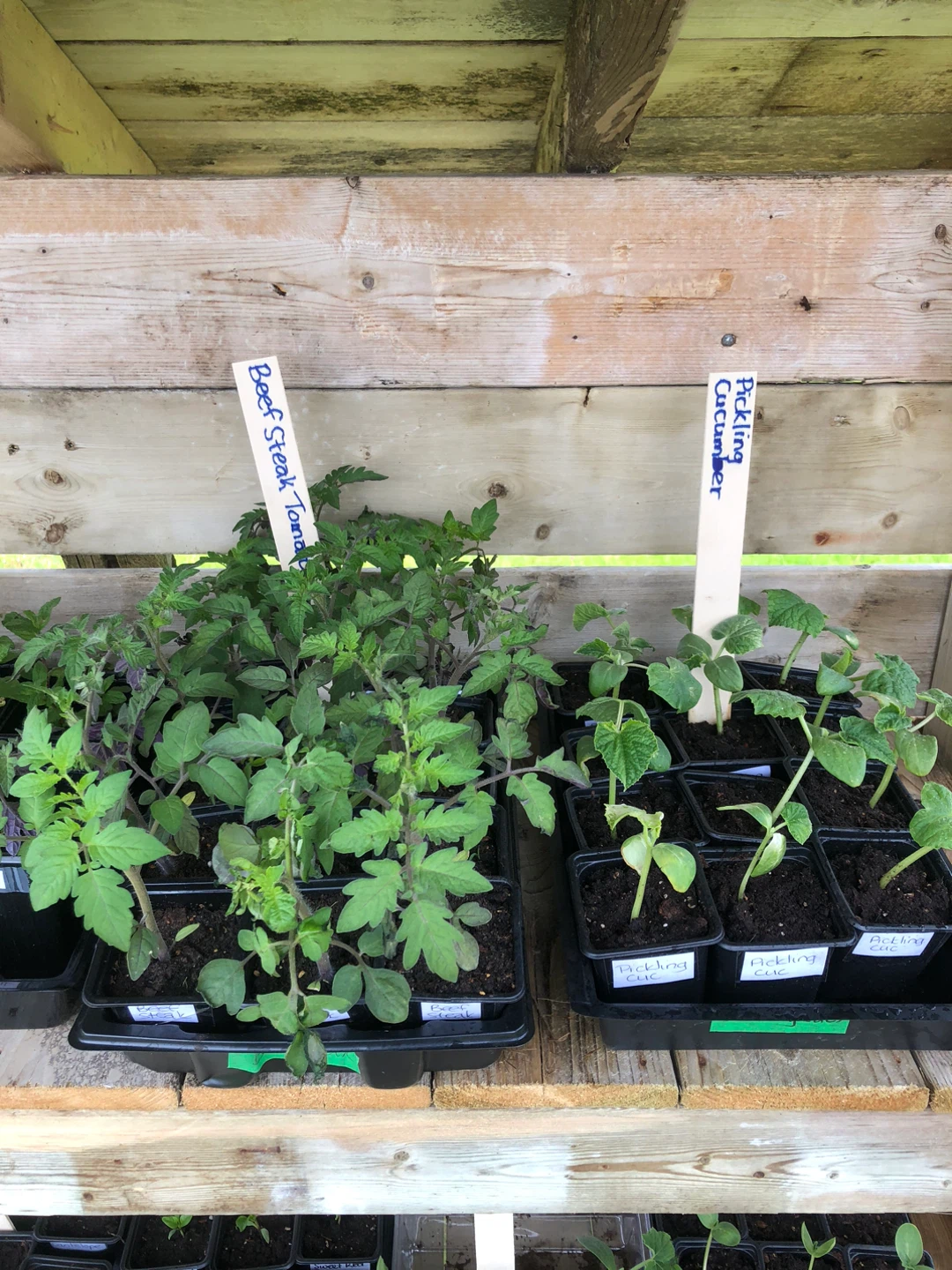 Garden Vegetable Plant Stand - photo 5