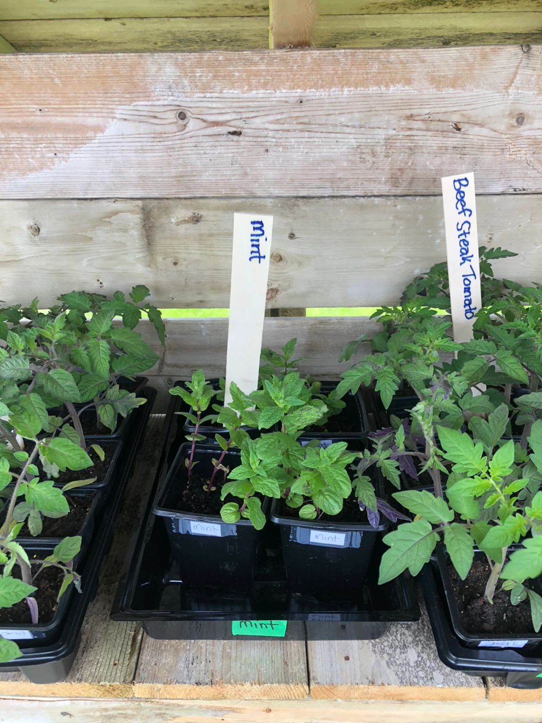 Garden Vegetable Plant Stand - photo 4
